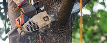 Best Tree Health Inspection  in Healdsburg, CA