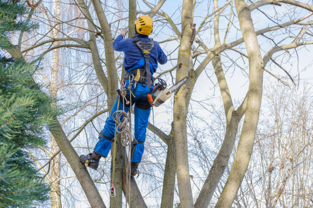 Best Palm Tree Trimming  in Healdsburg, CA