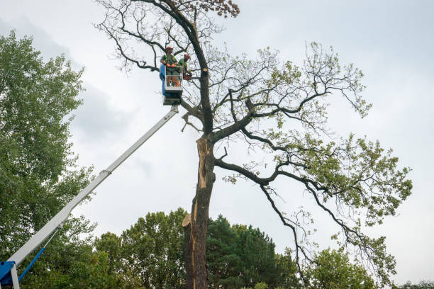 Best Arborist Consultation Services  in Healdsburg, CA