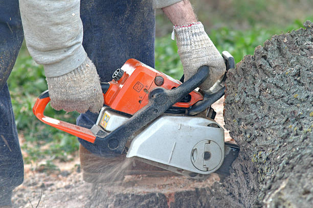 Best Tree Trimming and Pruning  in Healdsburg, CA