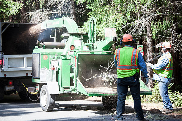 Best Tree and Shrub Care  in Healdsburg, CA