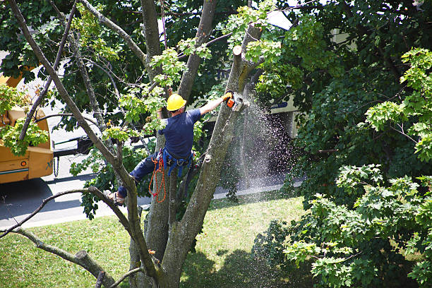 Best Seasonal Cleanup  in Healdsburg, CA