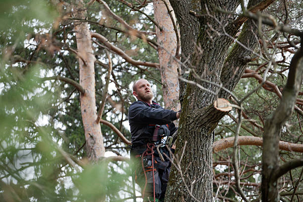 Best Tree Maintenance Programs  in Healdsburg, CA