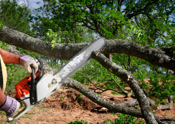 Best Firewood Processing and Delivery  in Healdsburg, CA