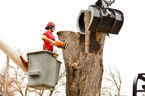 How Our Tree Care Process Works  in  Healdsburg, CA