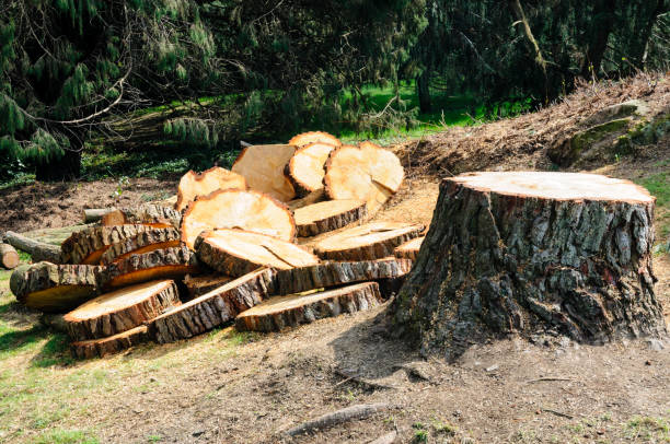 Reliable Healdsburg, CA Tree Services Solutions